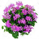 Bild von Geranium Hang P12 Balcon Lilac